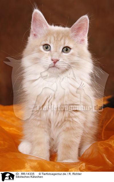 Sibirisches Ktzchen / Siberian Kitten / RR-14335