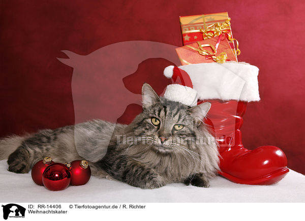 Weihnachtskater / christmas tomcat / RR-14406