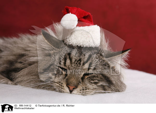 Weihnachtskater / christmas tomcat / RR-14412