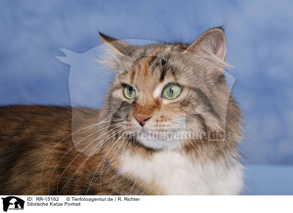 Sibirische Katze Portrait / Siberian Cat Portrait / RR-15162