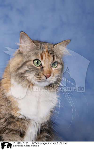 Sibirische Katze Portrait / Siberian Cat Portrait / RR-15165