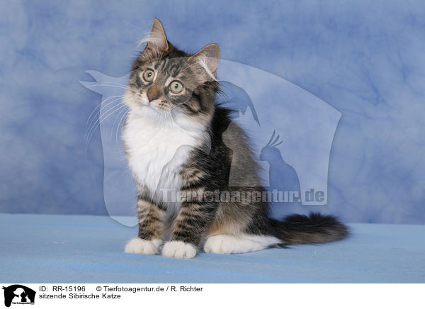 sitzende Sibirische Katze / sitting Siberian Cat / RR-15196