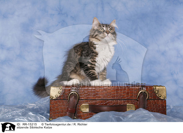 sitzende Sibirische Katze / sitting Siberian Cat / RR-15215