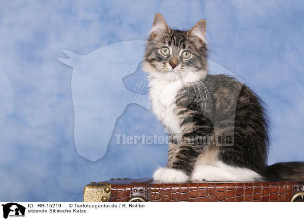 sitzende Sibirische Katze / sitting Siberian Cat / RR-15219