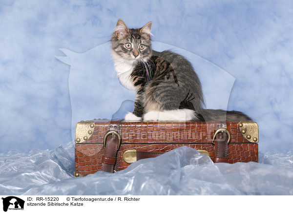 sitzende Sibirische Katze / sitting Siberian Cat / RR-15220