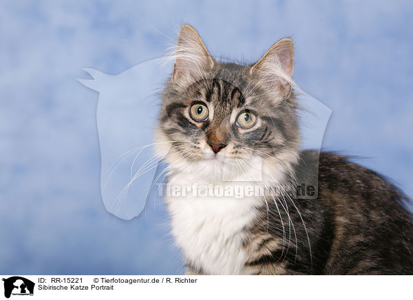 Sibirische Katze Portrait / Siberian Cat Portrait / RR-15221
