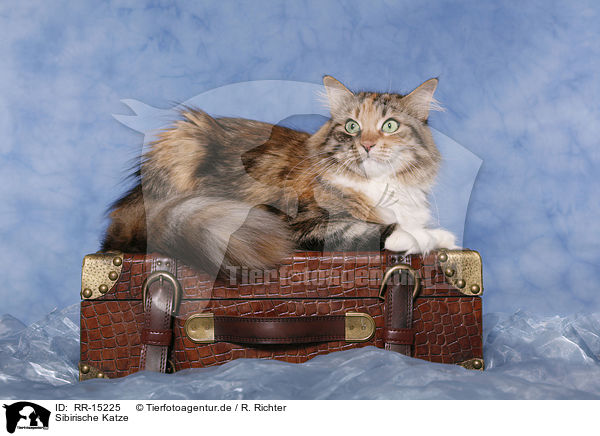 Sibirische Katze / Siberian Cat / RR-15225