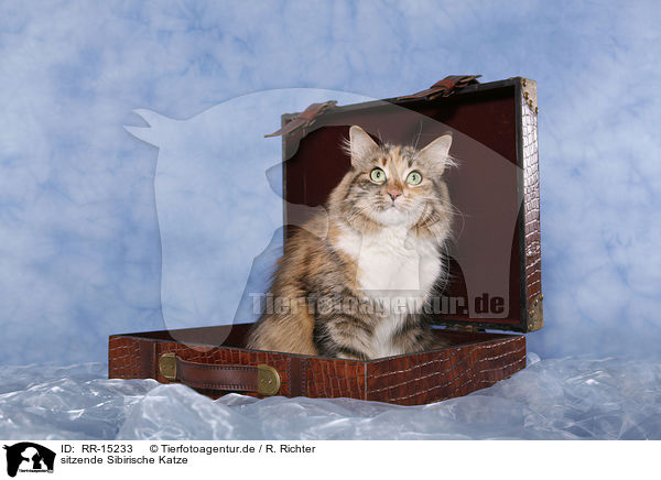 sitzende Sibirische Katze / sitting Siberian Cat / RR-15233