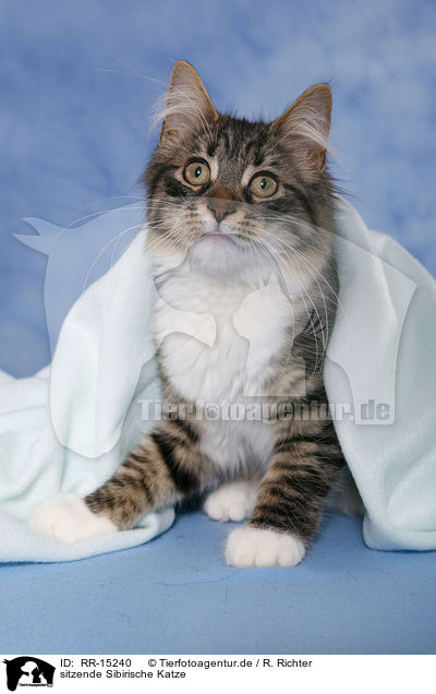 sitzende Sibirische Katze / sitting Siberian Cat / RR-15240