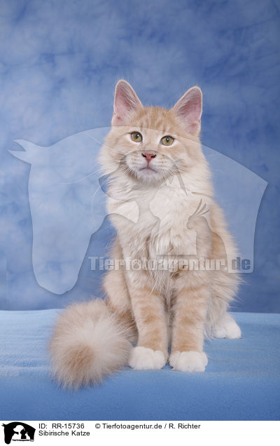 Sibirische Katze / Siberian Forest Cat / RR-15736