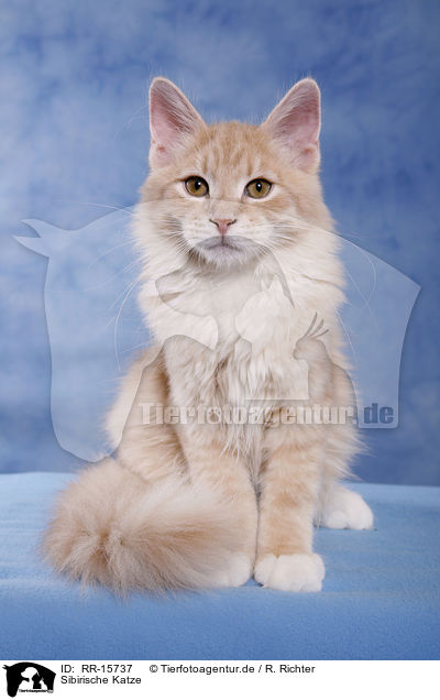 Sibirische Katze / Siberian Forest Cat / RR-15737