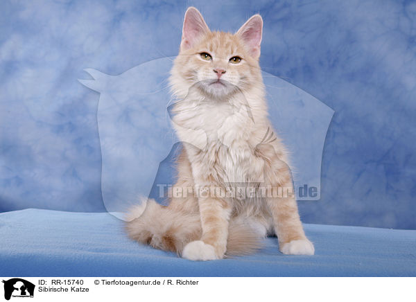 Sibirische Katze / Siberian Forest Cat / RR-15740