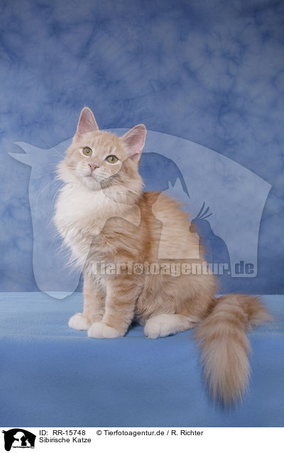 Sibirische Katze / Siberian Forest Cat / RR-15748