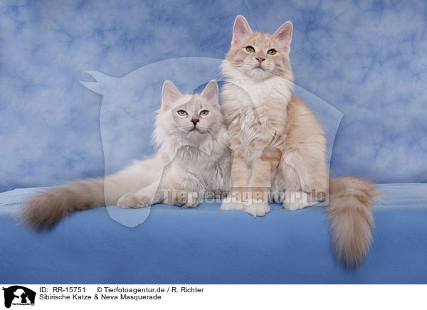 Sibirische Katze & Neva Masquerade / Neva Masquerade & Siberian Cat / RR-15751