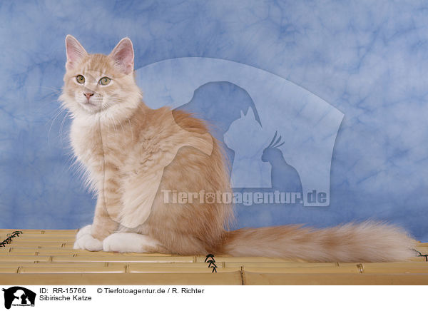 Sibirische Katze / Siberian Forest Cat / RR-15766