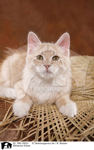 Sibirische Katze / Siberian Forest Cat / RR-15833