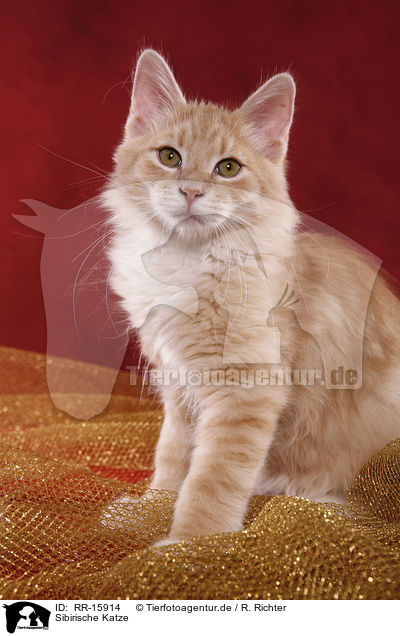 Sibirische Katze / Siberian Forest Cat / RR-15914