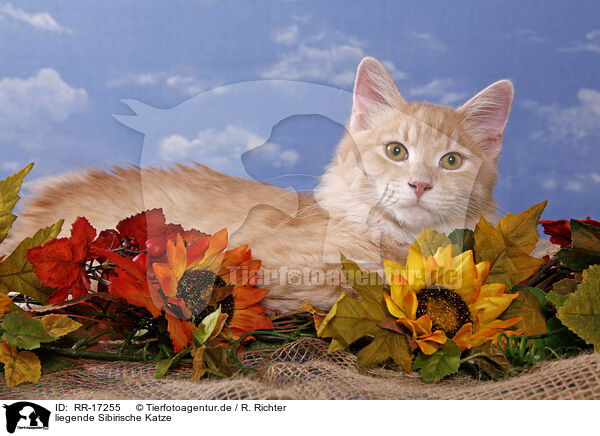 liegende Sibirische Katze / lying Siberian Forest Cat / RR-17255