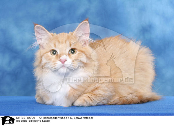 liegende Sibirische Katze / lying Siberian Forest Cat / SS-10990