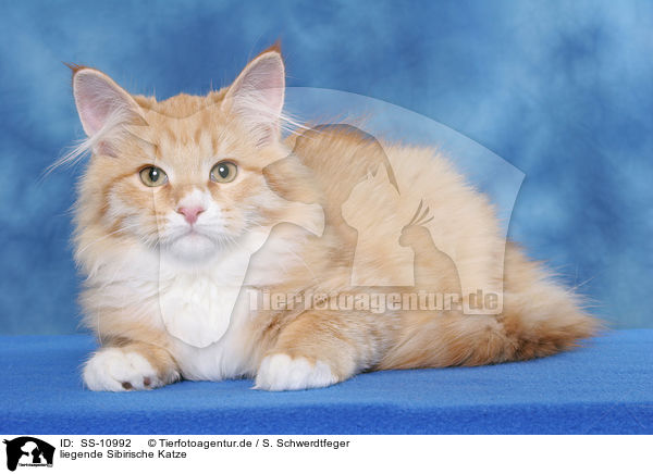 liegende Sibirische Katze / lying Siberian Forest Cat / SS-10992