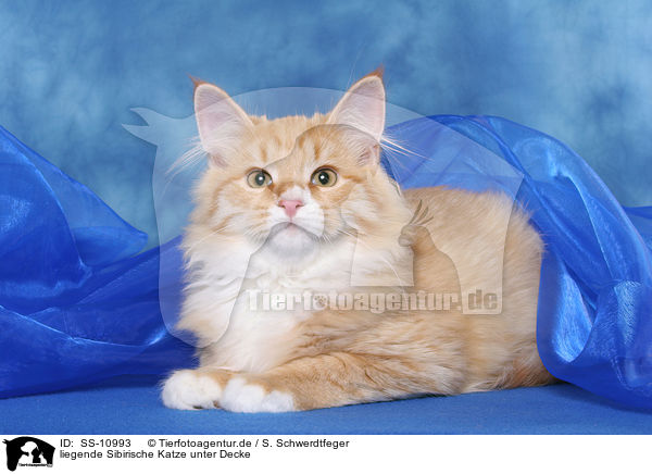 liegende Sibirische Katze unter Decke / lying Siberian Forest Cat under blanket / SS-10993