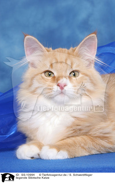 liegende Sibirische Katze / lying Siberian Forest Cat / SS-10994