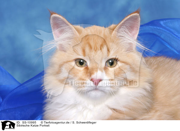 Sibirische Katze Portrait / Siberian Forest Cat Portrait / SS-10995