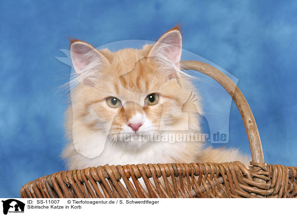 Sibirische Katze in Korb / Siberian Forest Cat in basket / SS-11007