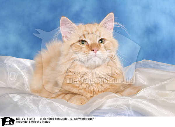 liegende Sibirische Katze / lying Siberian Forest Cat / SS-11015