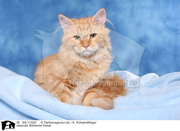 sitzende Sibirische Katze / sitting Siberian Forest Cat / SS-11020