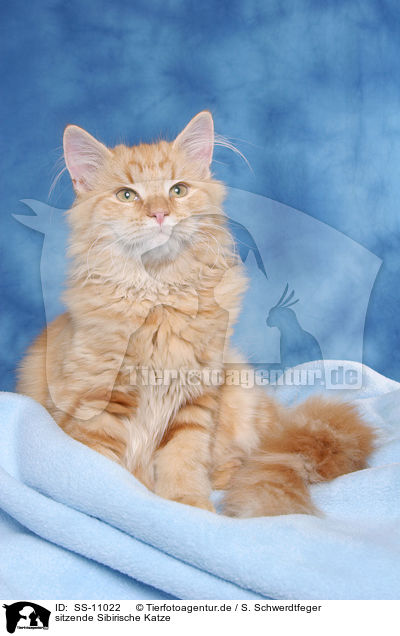 sitzende Sibirische Katze / sitting Siberian Forest Cat / SS-11022