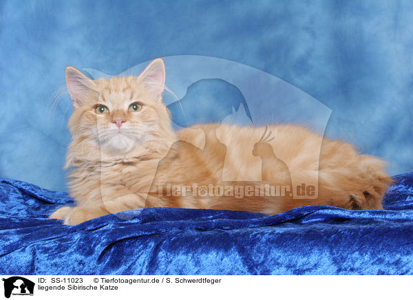 liegende Sibirische Katze / lying Siberian Forest Cat / SS-11023