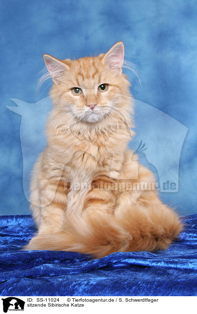 sitzende Sibirische Katze / sitting Siberian Forest Cat / SS-11024