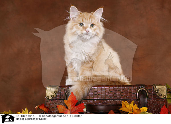 junger Sibirischer Kater / young Siberian Forest Cat / RR-17616