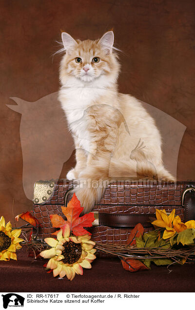 Sibirische Katze sitzend auf Koffer / Siberian Forest Cat sitting on case / RR-17617