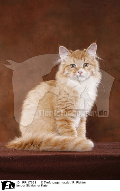 junger Sibirischer Kater / young Siberian Forest Cat / RR-17623