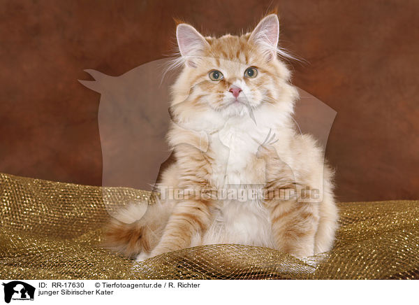 junger Sibirischer Kater / young Siberian Forest Cat / RR-17630