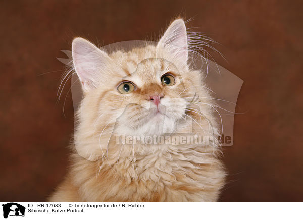 Sibirische Katze Portrait / Siberian Forest Cat Portrait / RR-17683