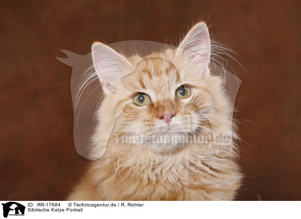 Sibirische Katze Portrait / Siberian Forest Cat Portrait / RR-17684