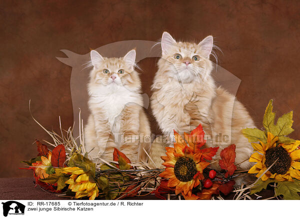 zwei junge Sibirische Katzen / two young Siberian Forest Cats / RR-17685