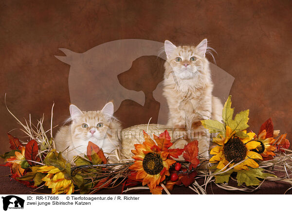 zwei junge Sibirische Katzen / two young Siberian Forest Cats / RR-17686