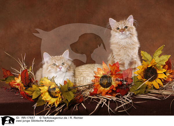 zwei junge Sibirische Katzen / two young Siberian Forest Cats / RR-17687