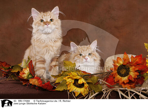 zwei junge Sibirische Katzen / two young Siberian Forest Cats / RR-17688