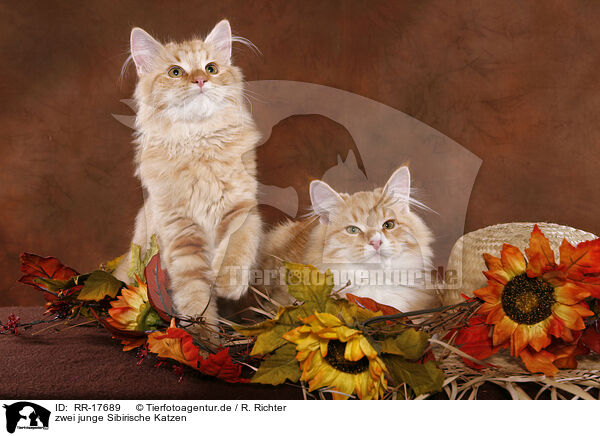 zwei junge Sibirische Katzen / two young Siberian Forest Cats / RR-17689