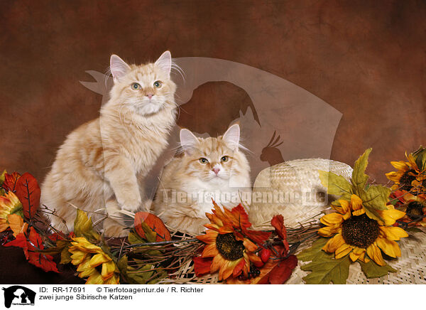 zwei junge Sibirische Katzen / two young Siberian Forest Cats / RR-17691