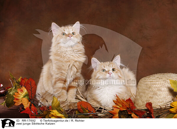 zwei junge Sibirische Katzen / two young Siberian Forest Cats / RR-17692