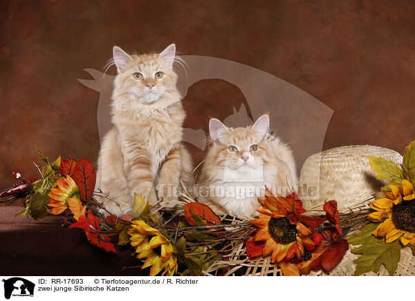 zwei junge Sibirische Katzen / two young Siberian Forest Cats / RR-17693