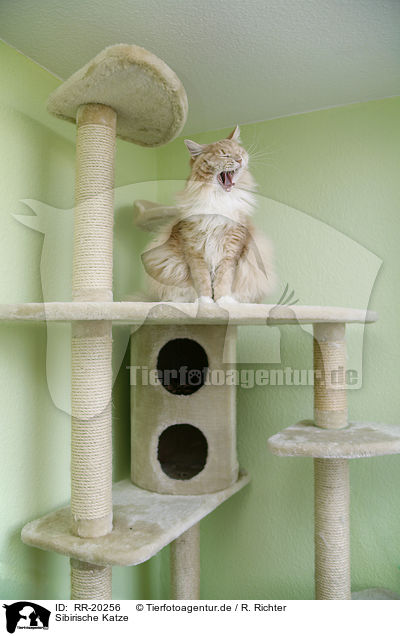 Sibirische Katze / Siberian Cat / RR-20256