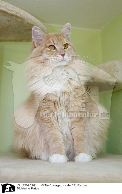 Sibirische Katze / Siberian Cat / RR-20261