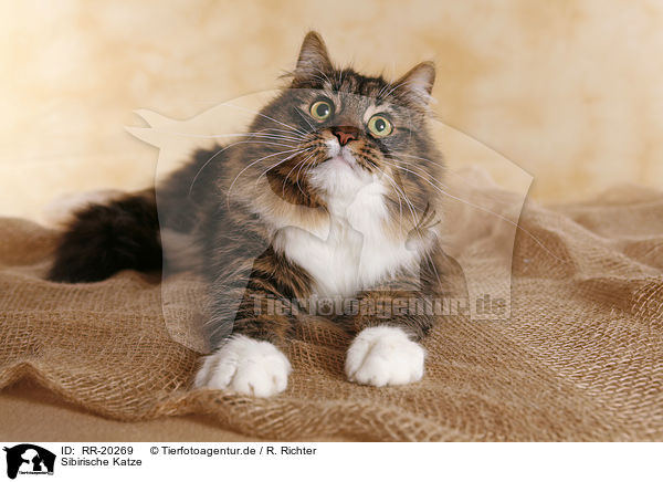 Sibirische Katze / Siberian Cat / RR-20269